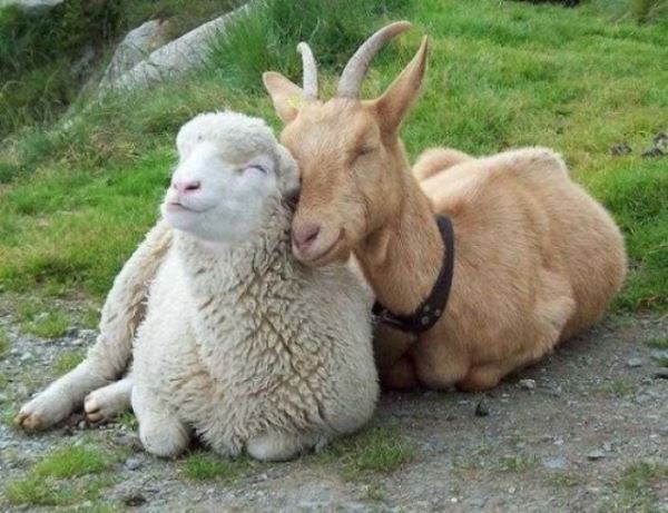 23 примера дружбы между животными, которые растопят ваше сердце