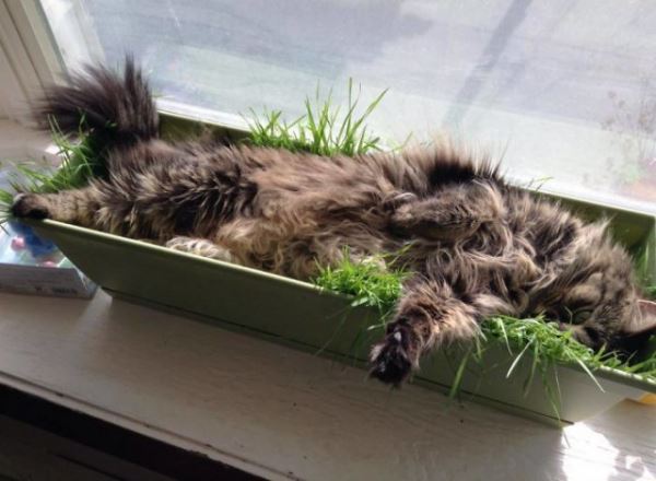 28 фотографий, доказывающих, что у кошек весьма своеобразное представление об уютном лежаке