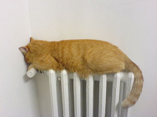 Как с помощью кошки найти самое тёплое место в доме (26 фото)