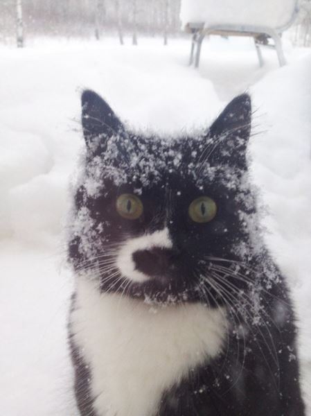 Как домашние кошки впервые реагируют на снег (20 фото)