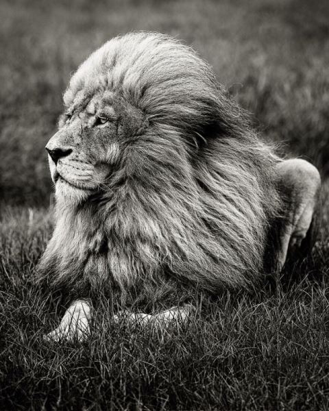 Величественные цари зверей с близкого расстояния в фотографиях британского фотографа (33 фото)