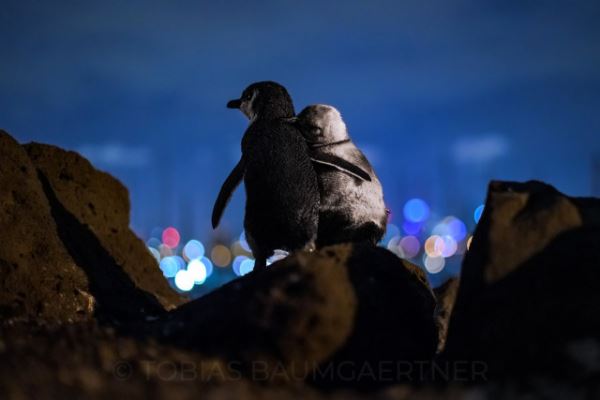 Эта фотография с двумя овдовевшими пингвинами, в обнимку смотрящими на городской силуэт Мельбурна, вправе считаться лучшей фотографией года (2 фото)