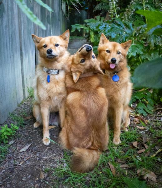 Собака Кико, которая весело "портит" совместные фотографии (15 фото)