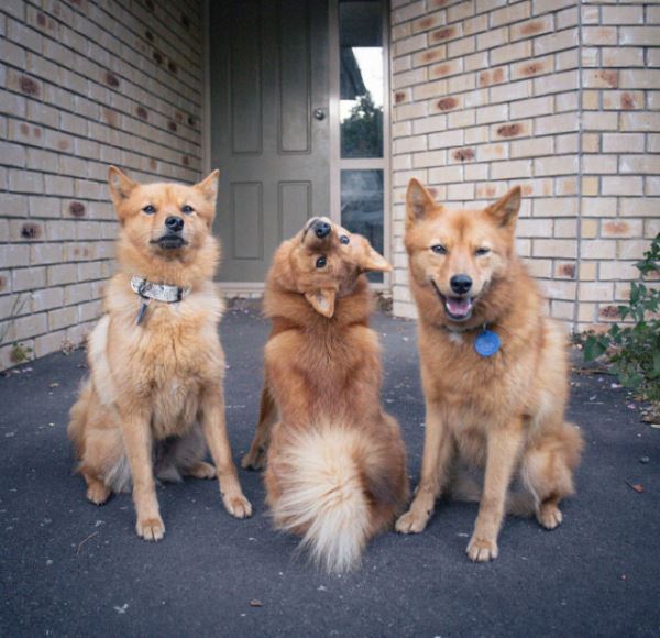Собака Кико, которая весело "портит" совместные фотографии (15 фото)