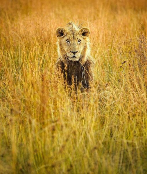Величественные цари зверей с близкого расстояния в фотографиях британского фотографа (33 фото)