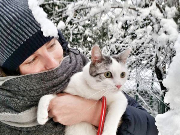 Как домашние кошки впервые реагируют на снег (20 фото)